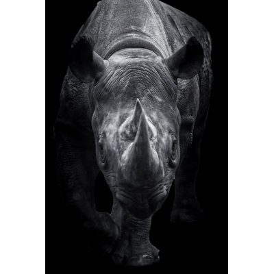 Sunningdale Black Rhinoceros - Wrapped Canvas Print