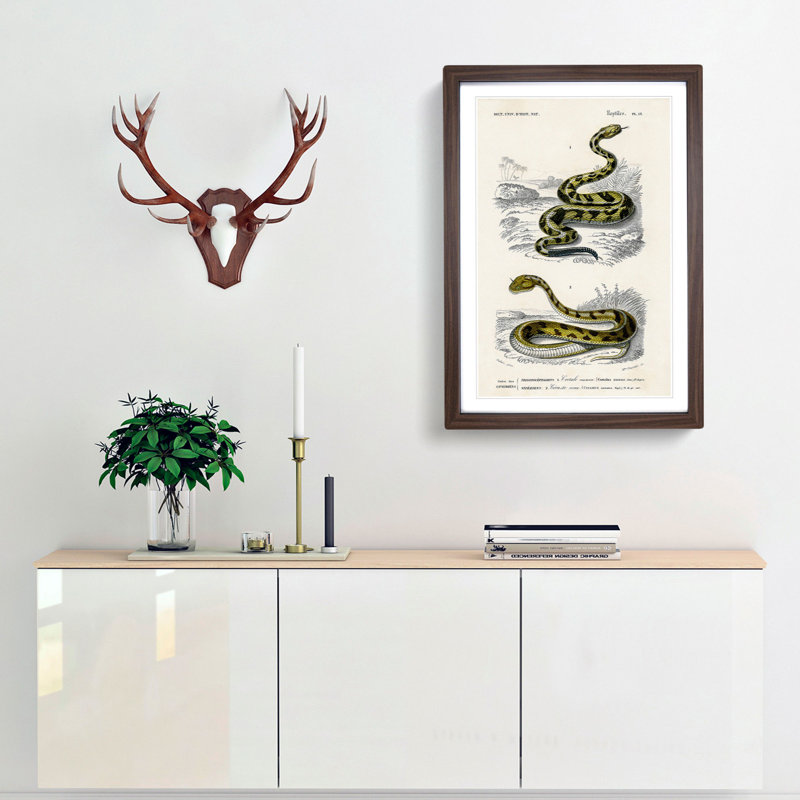 Viper & Rattlesnake by Charles D' Orbigny - Picture Frame Painting Print, Walnut Framed, 48cm H x 36cm W x 2cm D