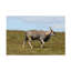 Art sur toile Bob Langrish Eland-104136366