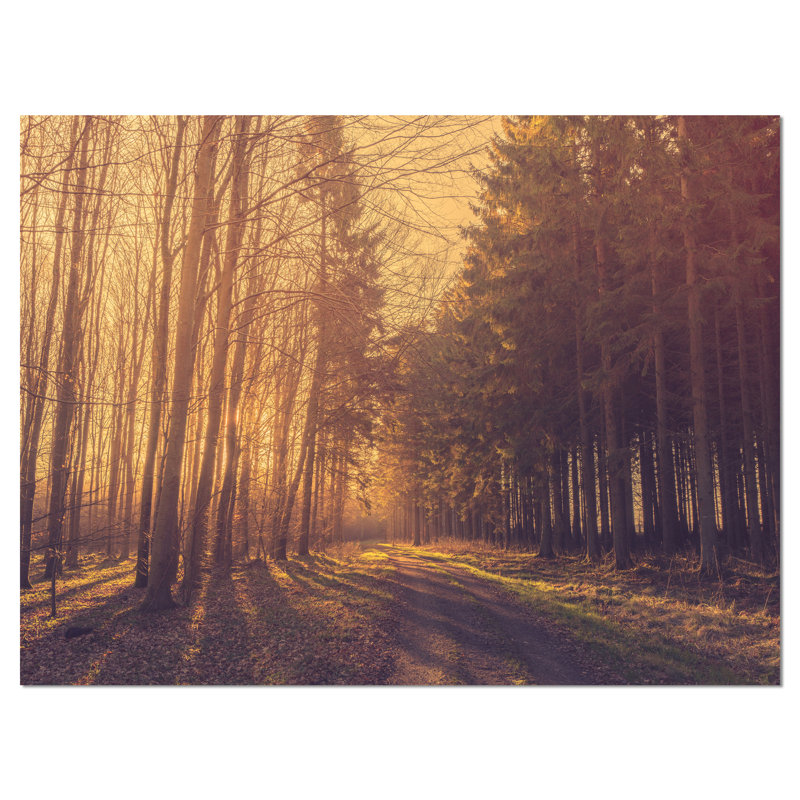 Forêt de pins par Road - reproduction de photo sur toile, H 30 po x l 40 po x P 1 po