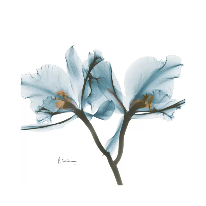 Blue Orchid by Albert Koetsier - Wrapped Canvas Painting, 30.48 cm H x 30.48 cm W
