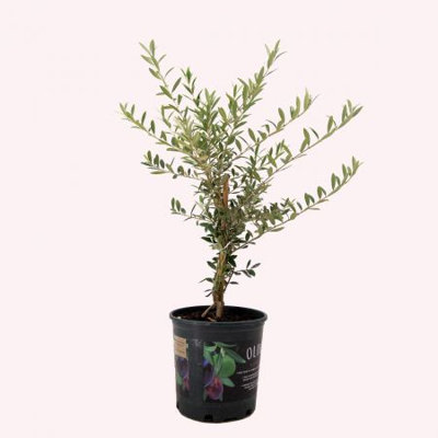Flowering American Plant Exchange Arbequina Olive Tree, 6-Inch Pot, Live Fruiting Plant, Self-Pollinating Houseplant