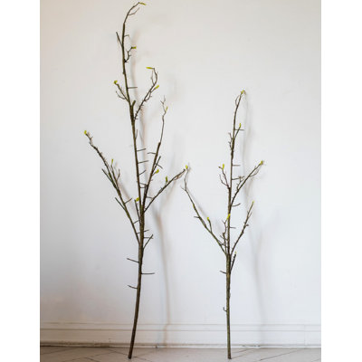 Branch
