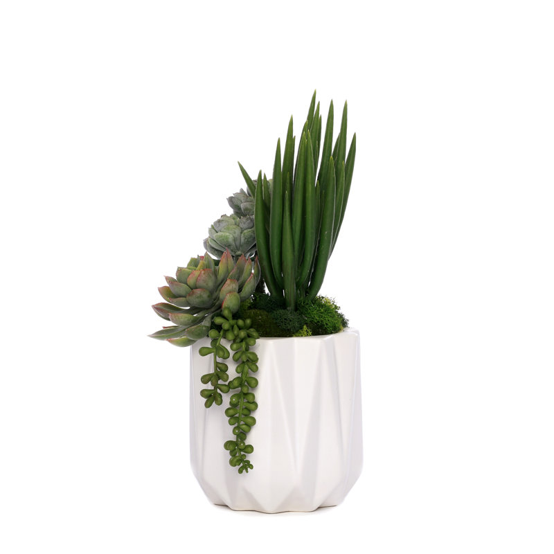 Succulent in Pot