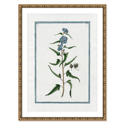 Colombe "Shabby Elegance Botanical I" Print