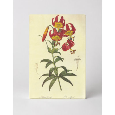 Lilium super album
