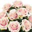 Grand rosier Jaafer Deluxe-815720982