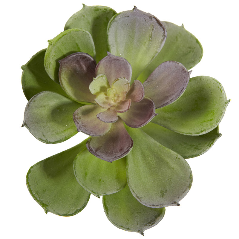 Ensemble de 12 plantes succulentes artificielles Echeveria, H 5 po x l 4 po x P 6 po, Vert