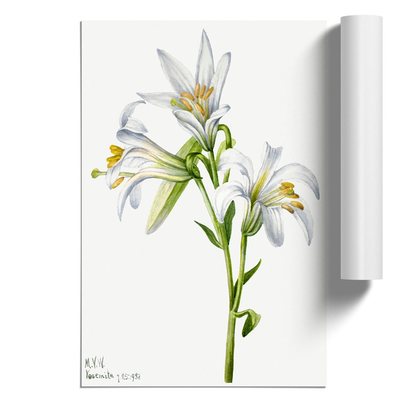 Washington Lily by Mary Vaux Walcott - No Frame Painting, 30cm H x 21cm W x 0.1cm D