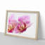 A Pink Orchid Flower - Framed Print-55450887-55450889