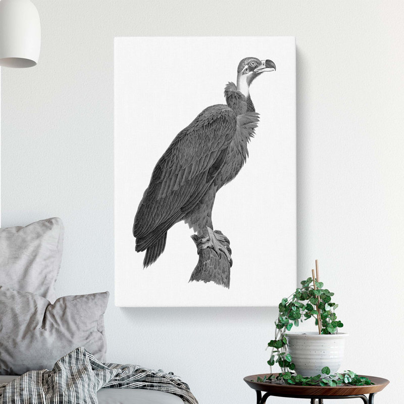 Vulture Illustration - Wrapped Canvas Print, 60cm H x 40cm W x 3cm D