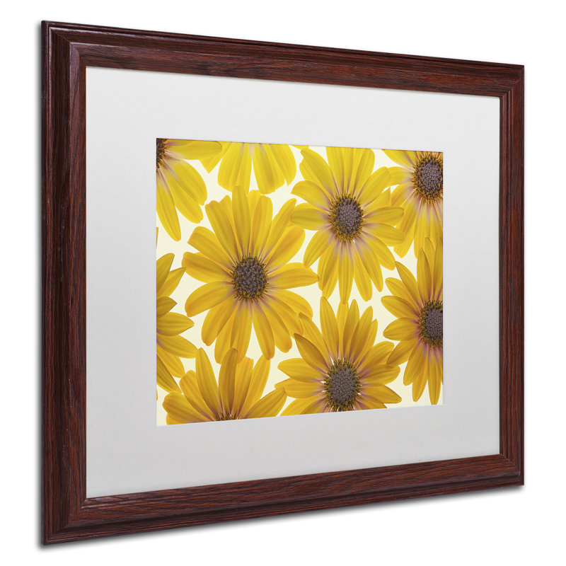 « yellow cape marguerites », reproduction de photo sur toile, H 11 po x l 14 po x P 0,5 po, Brun