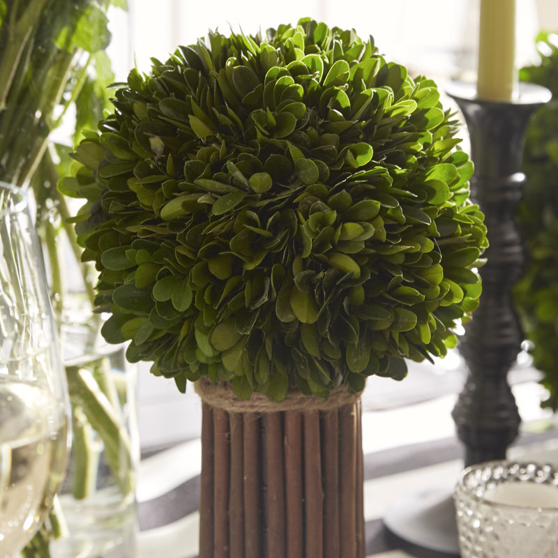 Preserved Greens Topiary, Hedge Plant in, 12" H x 12" W x 12" D