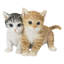 Chatons assis ensemble