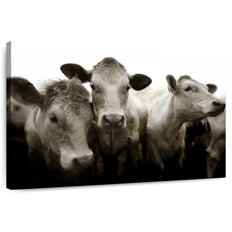 Brampt Three White Cows, 32" H x 48" W