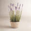 Arrangement floral lavande française en pot