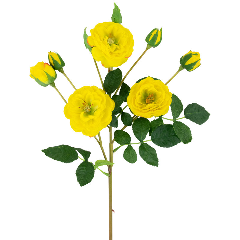 Jets de roses, Jaune