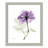Derald 'Purple Rose II' Framed Print