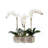 Orchid Arrangement in Pot