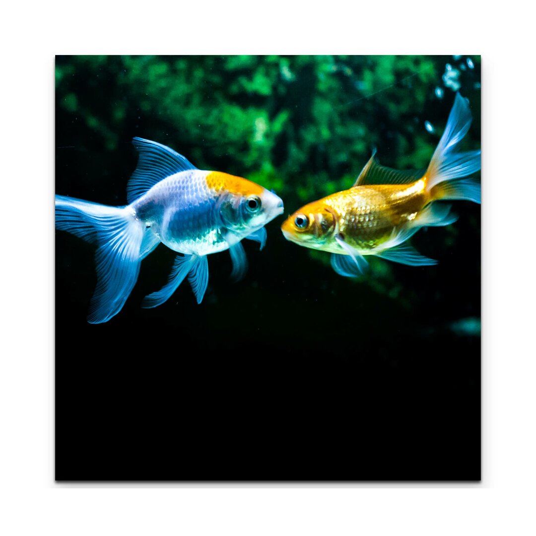 Leinwandbild Goldfische im Aquarium