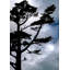 One Crow In A Pin Print by Tom Kostes-65781194-65781193
