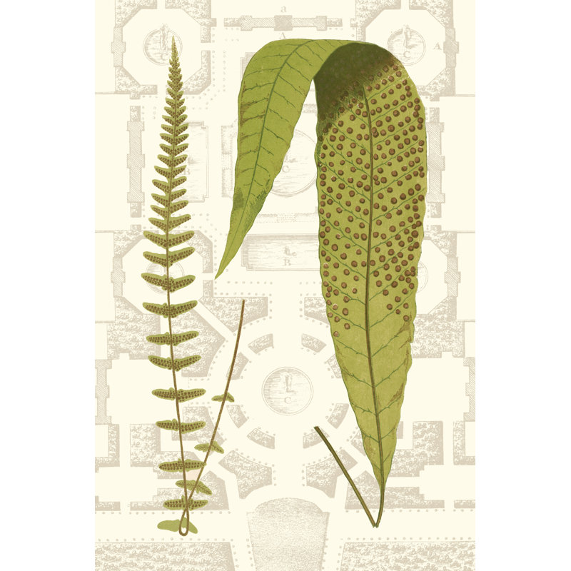 Garden Ferns III - Graphic Art, 91 cm H x 61 cm W, Wrapped Canvas