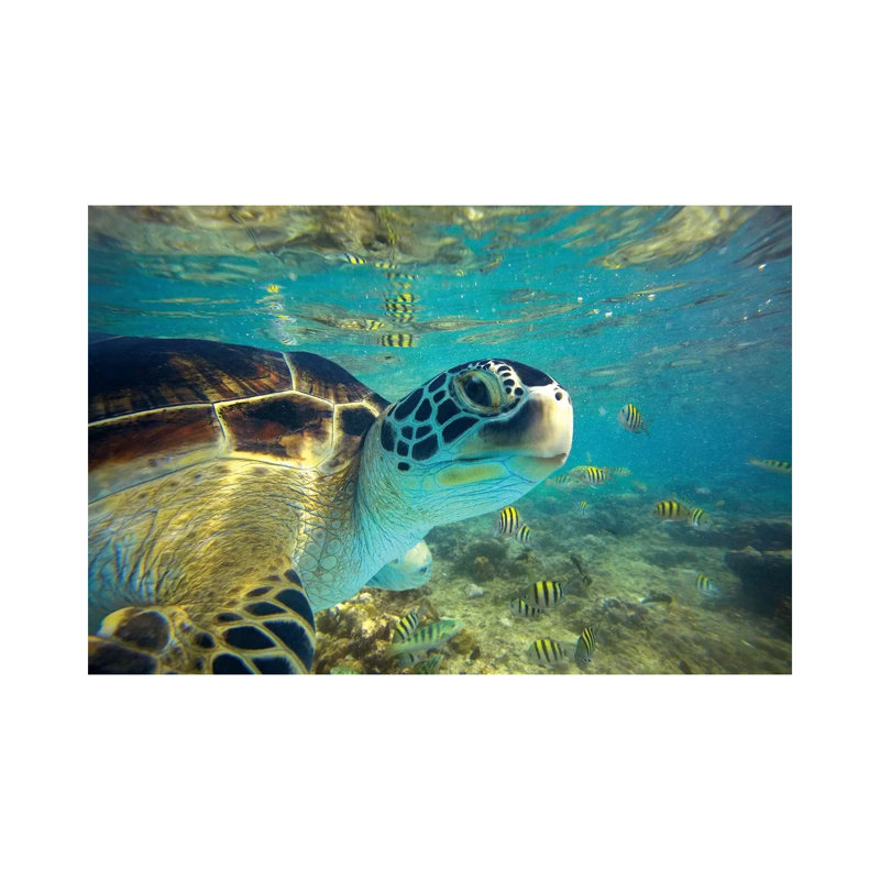 Green Sea Turtle, Balicasag Island, Philippines I by Tim Fitzharris - Wrapped Canvas Print, 20.32 cm H x 30.48 cm W