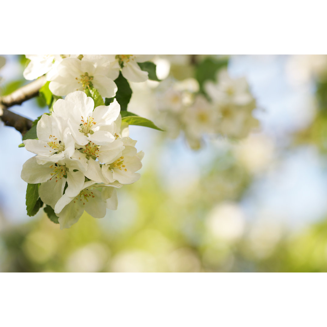 Apple Blossom von The-Tor - Drucken