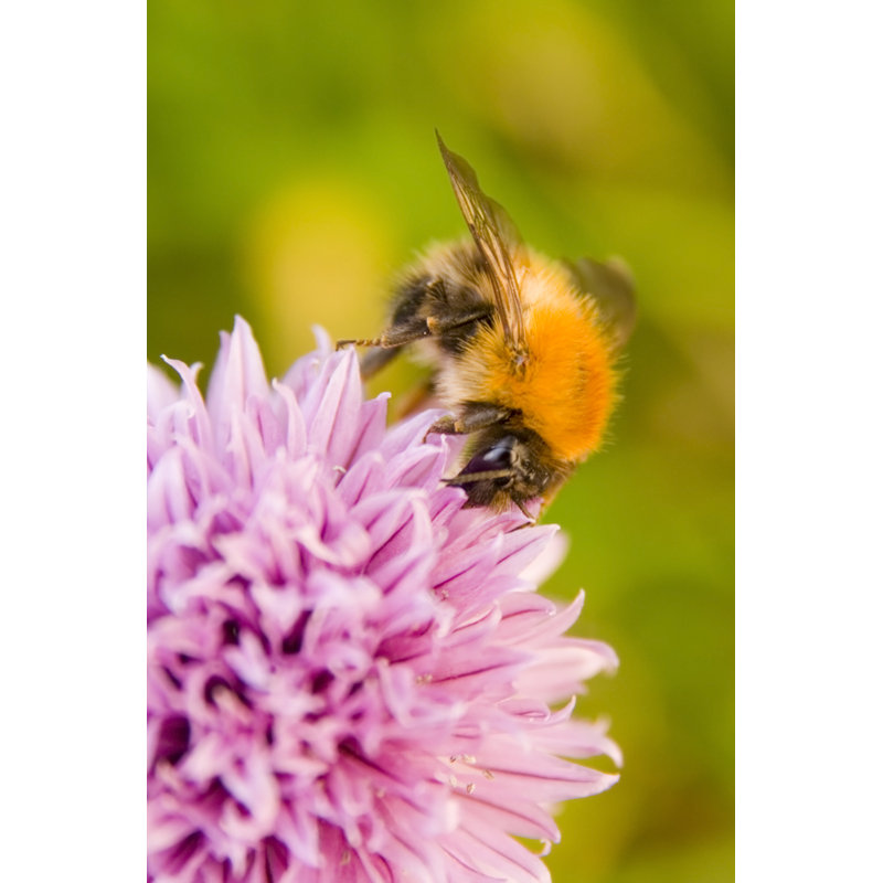 Blakeney Honey Bee - Wrapped Canvas Print, 30cm H x 20cm W x 3.8cm D
