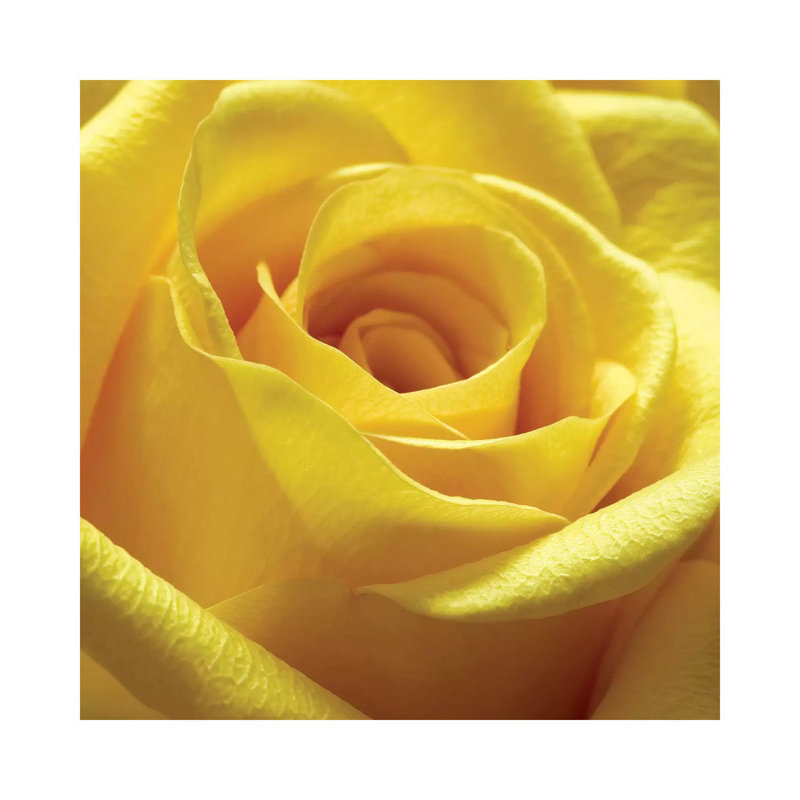 Yellow Rose by PhotoINC Studio - Wrapped Canvas Gallery-Wrapped Canvas Giclée, 45.72 cm H x 45.72 cm W x 1.91 cm D