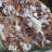 Landscape & Nature Crystal