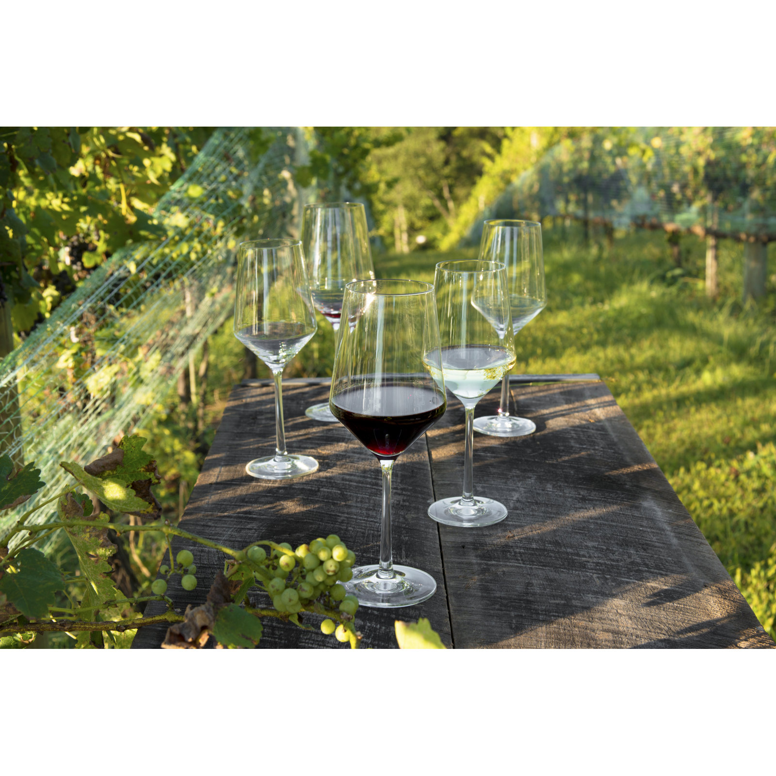 Pure Red Wine Glass