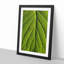Leaf Pathways - Picture Frame Painting Print-55581494-55581497