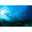 Fish by Ifish - No Frame Art Prints on Canvas-1810933333