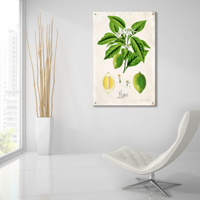 «Vintage Citrus Fruit Study C» par Jean Plout, art mural en verre acrylique