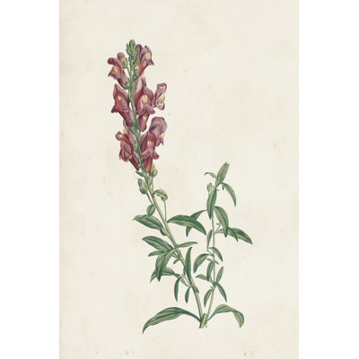 Classic Botanicals IV by Pierre Redoute - Art Prints