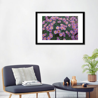 " Smooth Aster Plant In Full Summer Bloom, Colorado " by Tim Fitzharris
