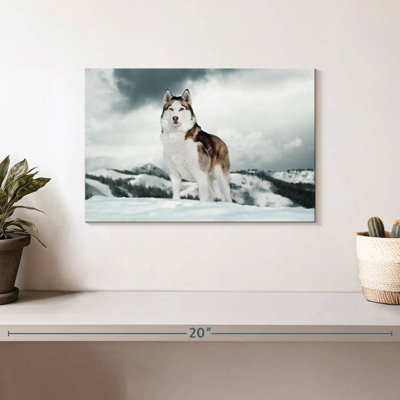 Majestic sibérien Husky