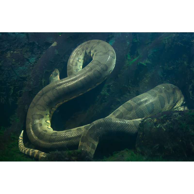 Green Anaconda par Wrangle - Photographie sur toile tendue, H 12 po x l 18 po