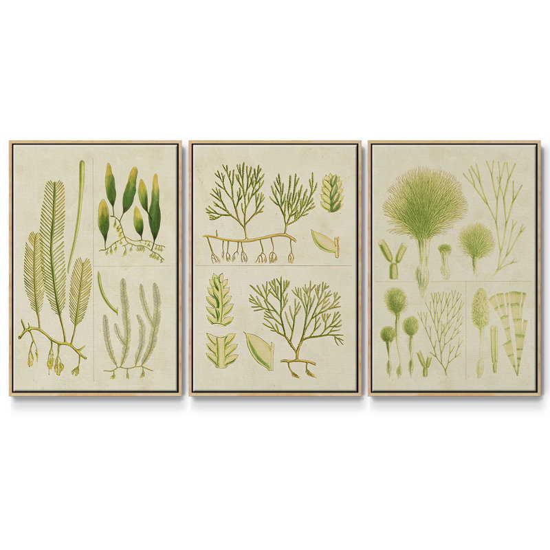 «Vintage Sea Grass I», ensemble de 3 reproductions encadrées sur toile, H 40 po x l 78 po, Bois naturel