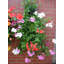 Wall Planter