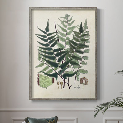 Collected Ferns VII Framed Print - Solid Wood