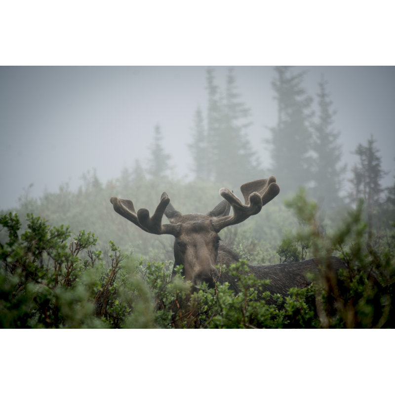 Moose In The Mist - Wrapped Canvas Print, 30cm H x 46cm W x 3.8cm D