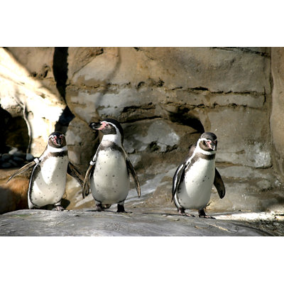 Humboldt Penguin - Wrapped Canvas Print