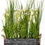 Arrangement floral en pot jonquille