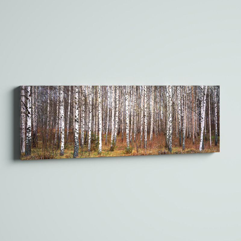 Silver Birch Trees In A Forestnarke, Sweden - Wrapped Canvas Panoramic Print, 121.92 cm H x 40.64 cm W