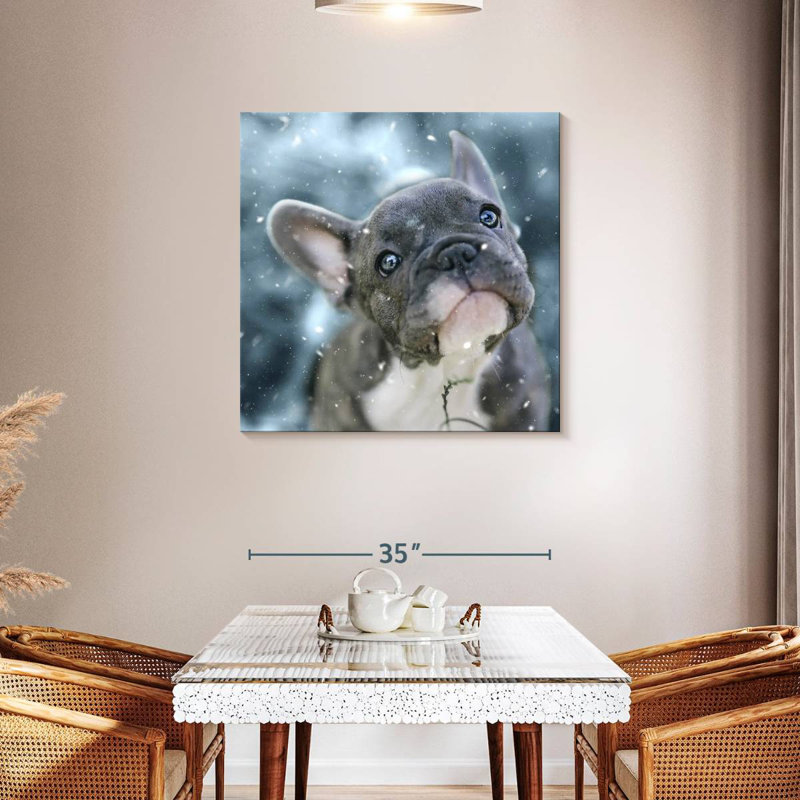 Chiot bouledogue français Brampt
