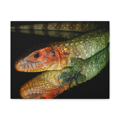 Reproduction d'art mural Caiman