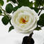 Plastic, Silk Rose Arrangement in Pot