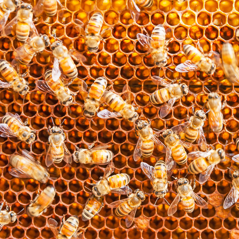 Close Up Bee Farm by Praweena - Wrapped Canvas Print, 30cm H x 30cm W